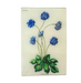 glass tray with blue flowers