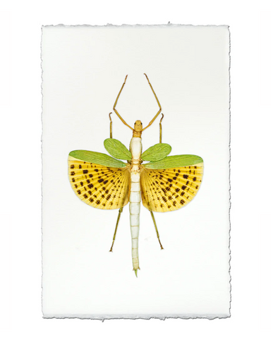 photograph of spotted stickbug on white background