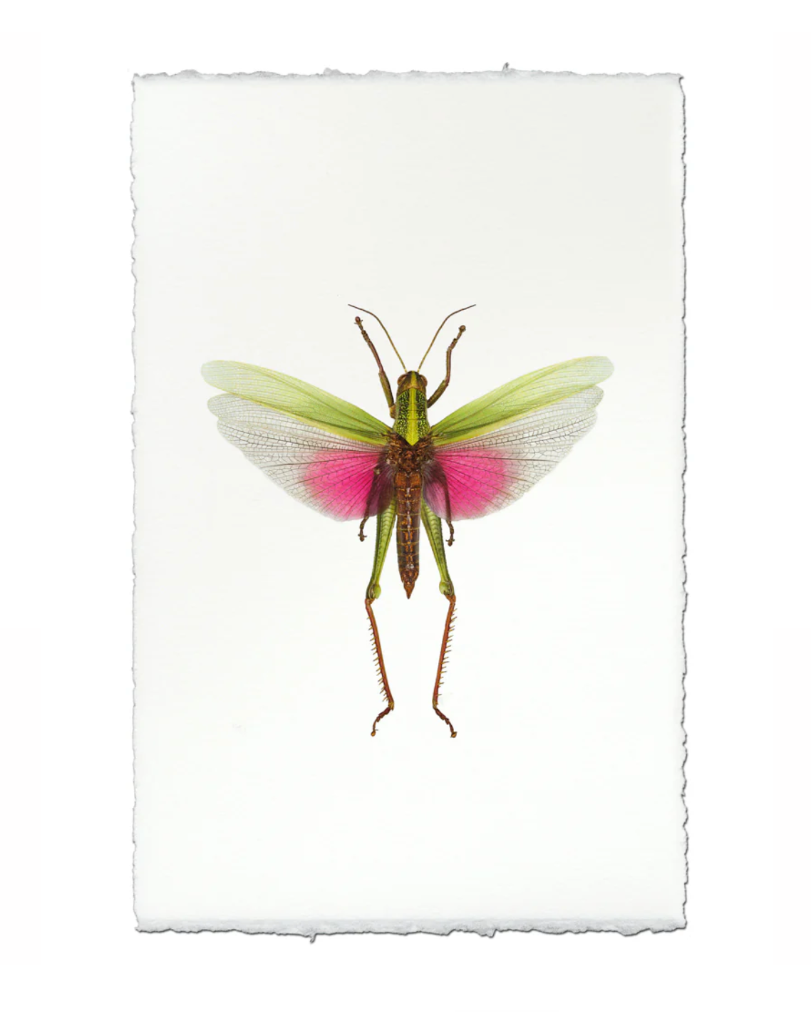 photograph of pink grasshopper on white background