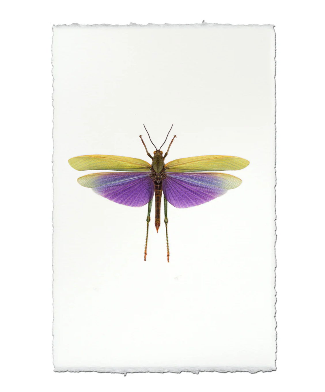 photograph of purple grasshopper on white background