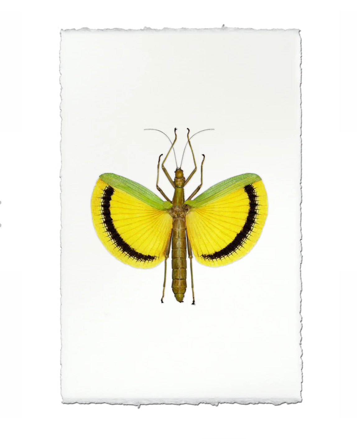 photo of yellow stick bug on white background