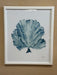 blue coral on white background, framed in white