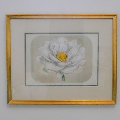 framed white lily botanical print, gold frame