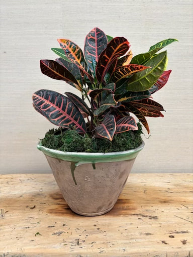 Potted plant with multicolored leaves on a wooden surface