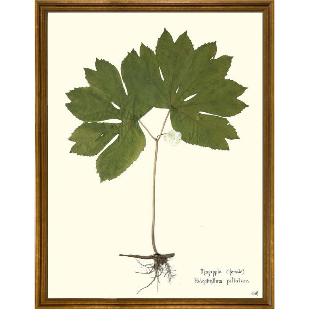 Mayapple Botanical Art in Antique Gold Frame