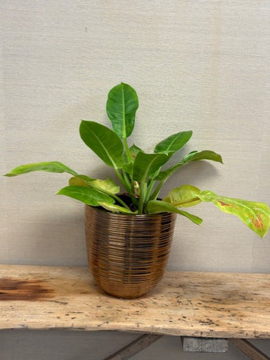 Potted plant on a wooden surface with a neutral background