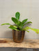 Potted plant on a wooden surface with a neutral background