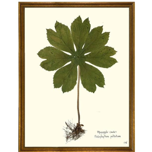 Mayapple Botanical Art in Antique Gold Frame