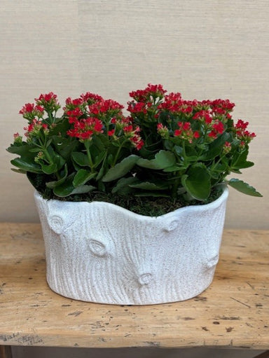 Potted plant with red flowers in a textured white pot on a wooden surface.