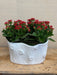 Potted plant with red flowers in a textured white pot on a wooden surface.