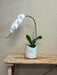 White orchid in a decorative pot on a wooden table with a neutral background