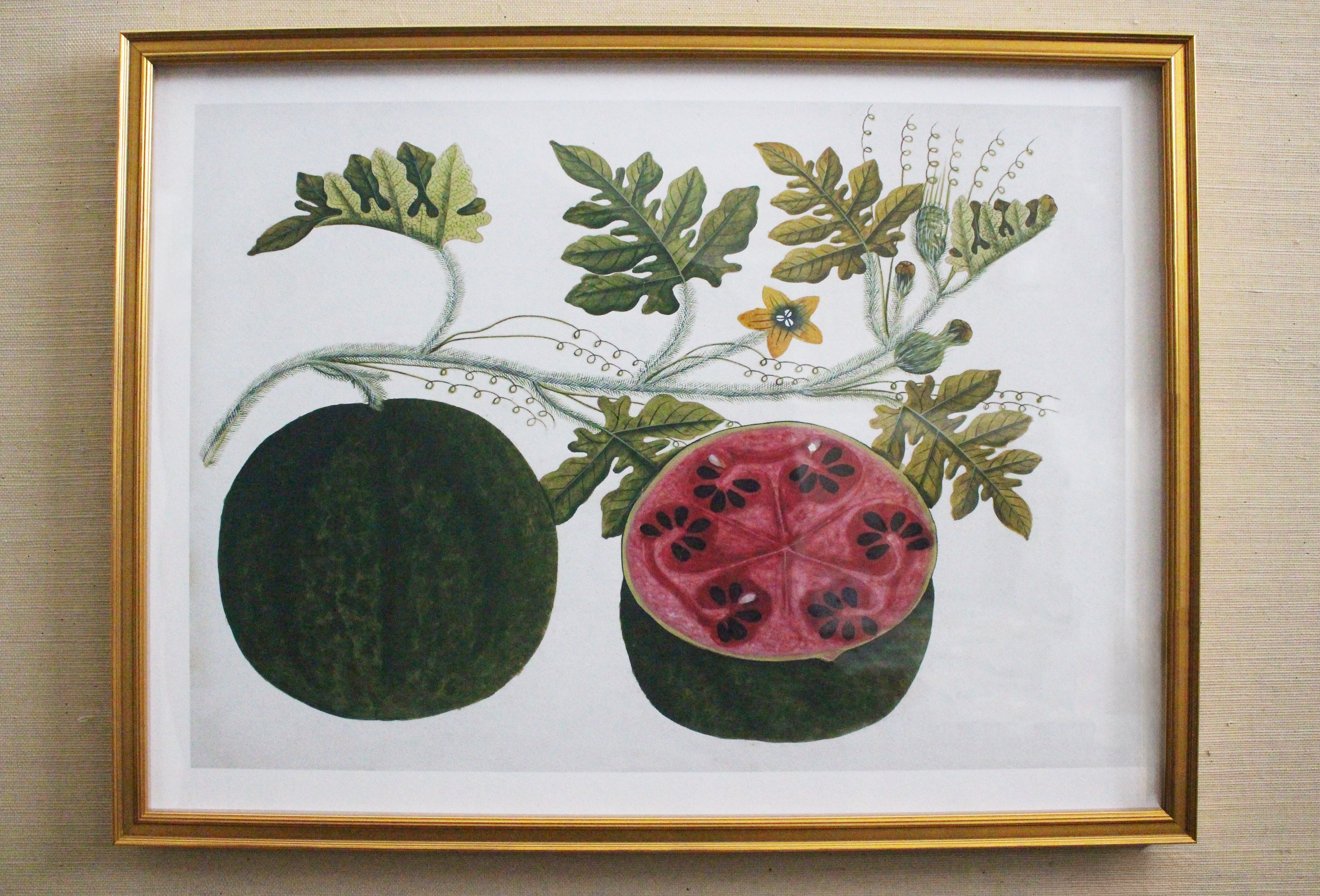 Framed Botanical Prints