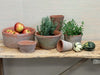 Terracotta pots with plants and fruits on a wooden table against a light background