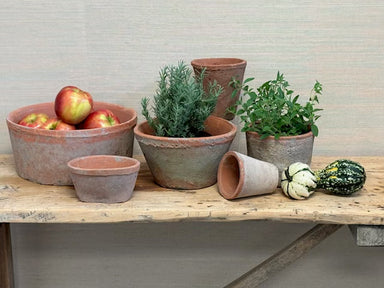 Terracotta pots with plants and fruits on a wooden table against a light background