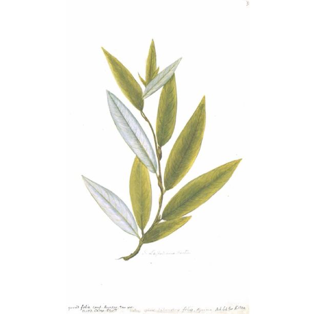 Swedish Framed Botanical Print