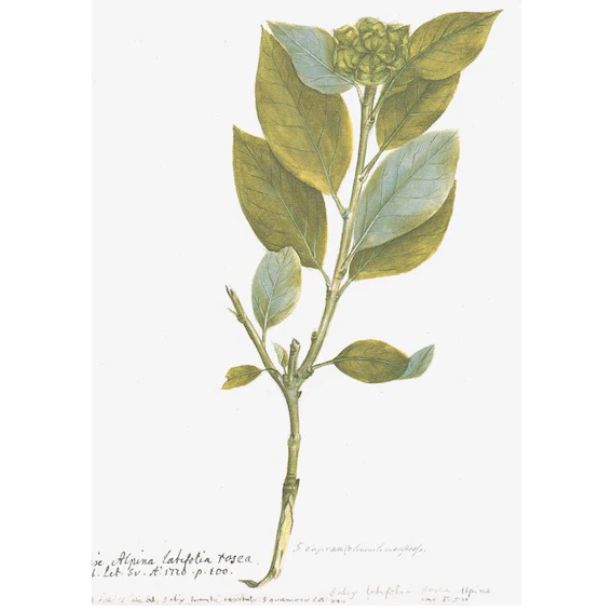 Swedish Framed Botanical Print