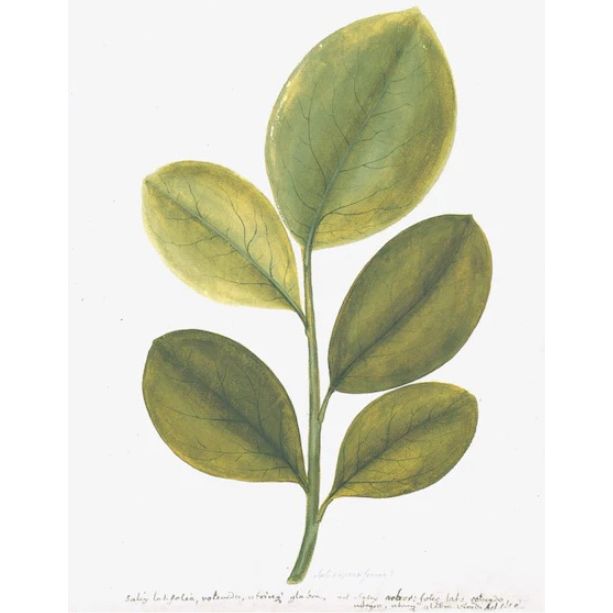 Swedish Framed Botanical Print