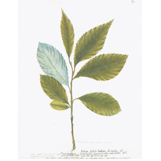Swedish Framed Botanical Print