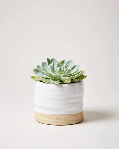 Small succulent plant in a white pot with a wooden base on a light background