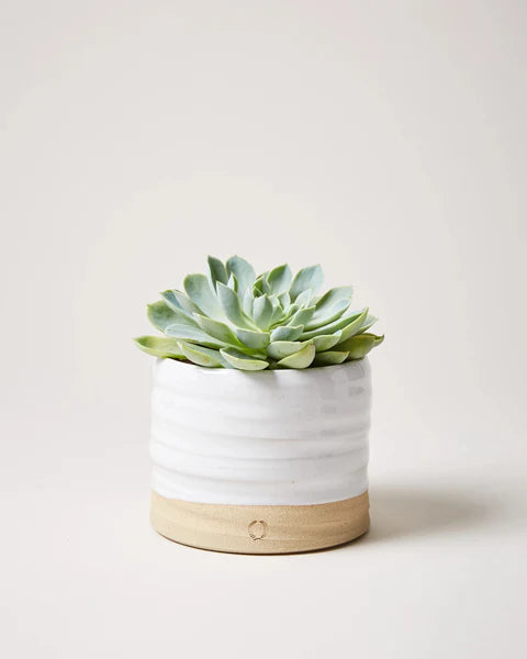 Small succulent plant in a white pot with a wooden base on a light background