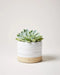 Small succulent plant in a white pot with a wooden base on a light background