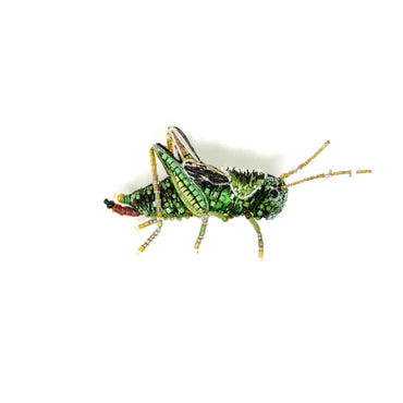 Colorful grasshopper on a white background