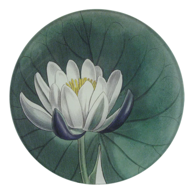 Illustration of a white water lily on a green leaf with a white background