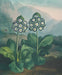 remastered antique Swedish botanicals