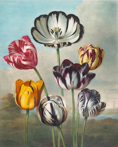 remastered antique Swedish botanicals, tulips