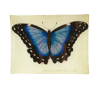 blue butterfly image decoupaged on the back of a rectangle glass tray from John Derian