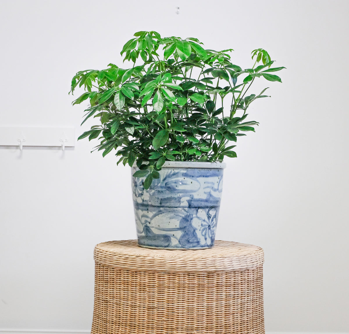 blue and white flowerpot with green plant on wicker table
