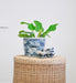 blue and white flower pot with leafy green plant and small baskets